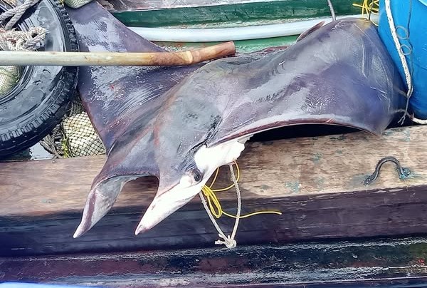 မြန်မာ့ကမ်းရိုးတန်းတွေမှာ ငါးလိပ်ကျောက်တွေ ပိုမိုနည်းလာနေပြီလို့ Myanmar Ocean Project က သတိပေး