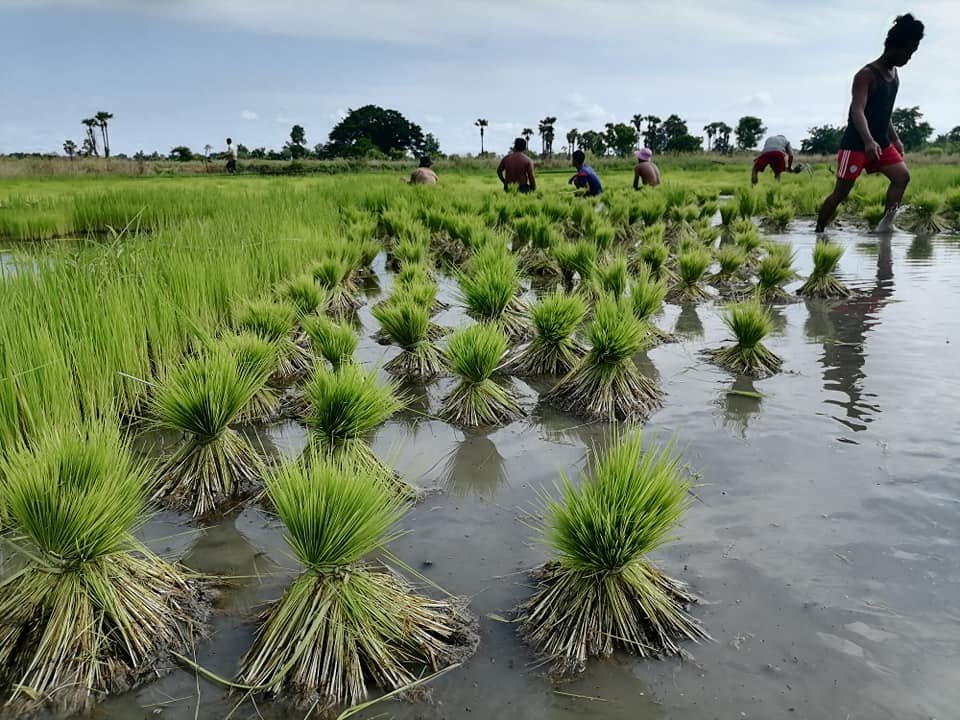 နိုင်ငံတဝန်းရေကြီးလို့ စိုက်ပျိုးရာသီမှာ လယ်မြေပျက်စီးမှု ဧက ၃၈,၀၀၀ ကျော်ရှိခဲ့