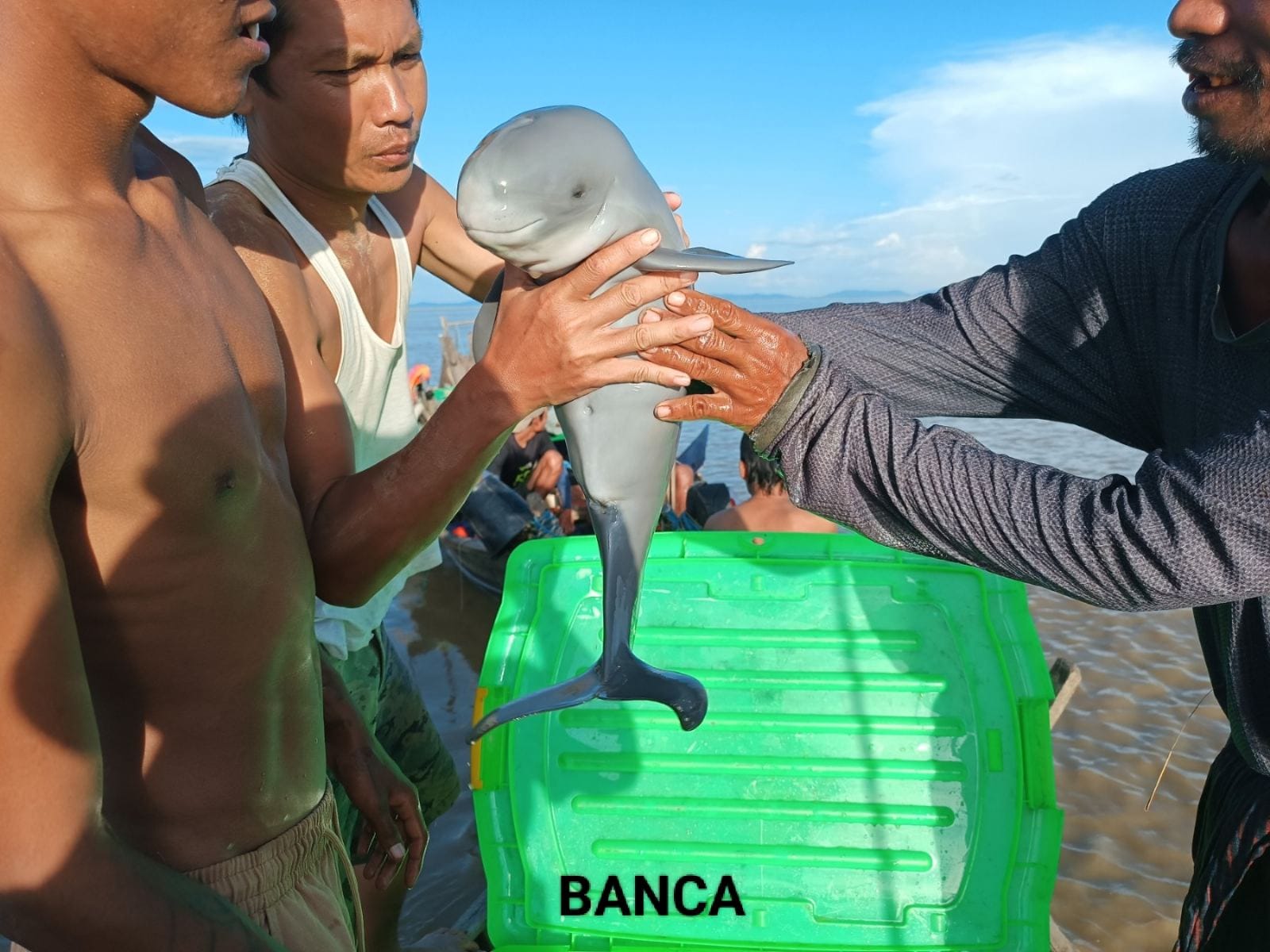 ဘီးလင်းမြို့နယ်ထဲမှာ ဧရာဝတီလင်းပိုင် သားအမိ ၂ ကောင်ကို တွေ့ရှိပြီး ကယ်ဆယ်