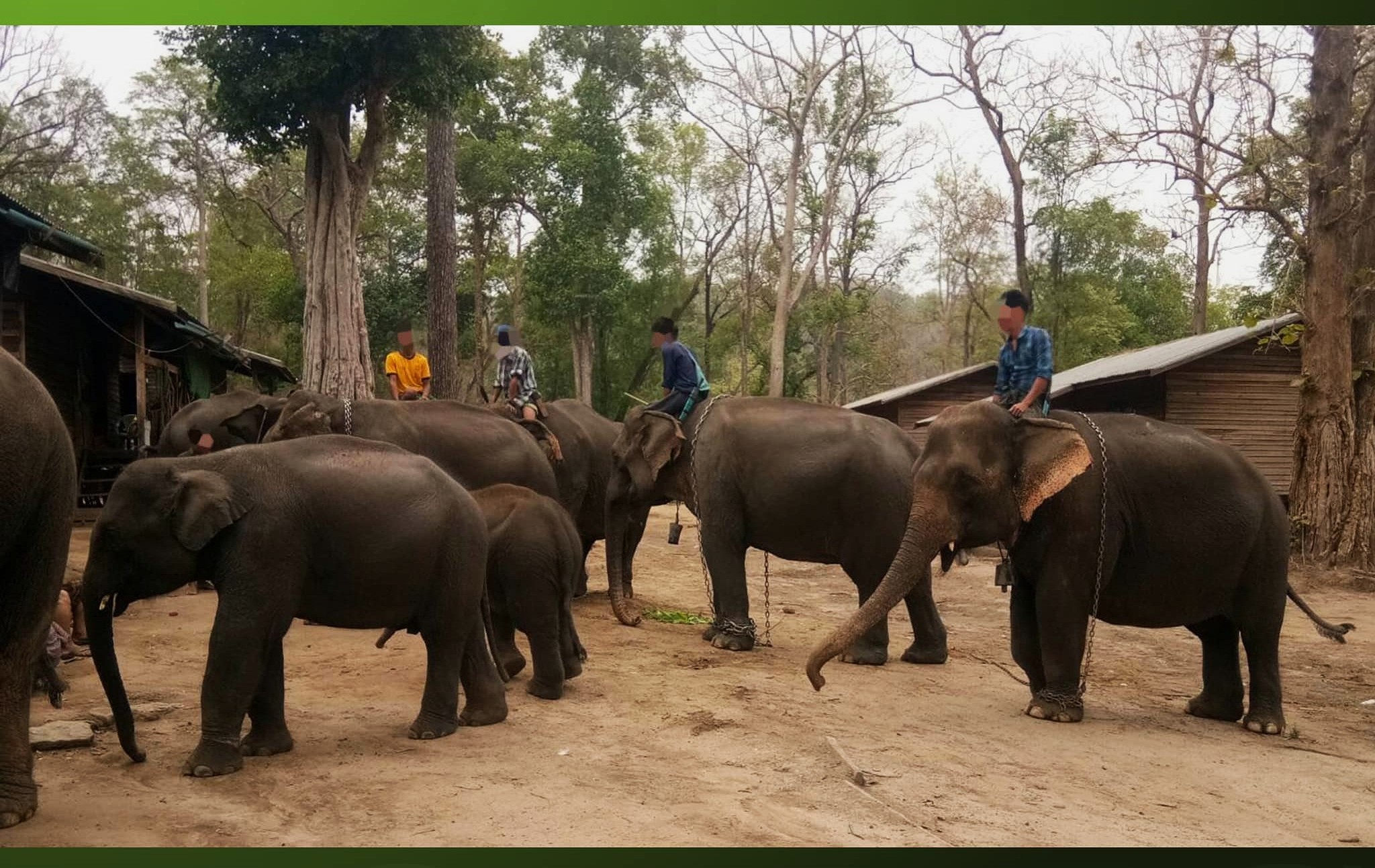 နွေဦးတော်လှန်ရေးထဲ မြို့နယ် ၁၂ ခုမှာ ဆင်ကောင်ရေ ၃၀၀ ကျော် ပါဝင်ထမ်းဆောင်နေ
